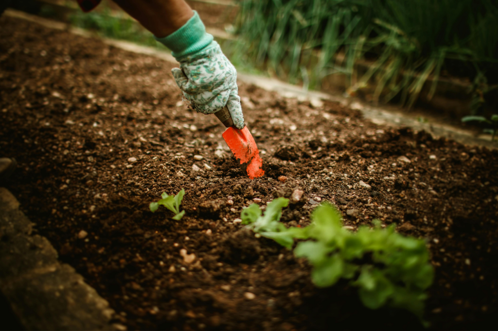 Prefeitura de João Monlevade oferece curso gratuito sobre técnicas de cultivo de hortaliças