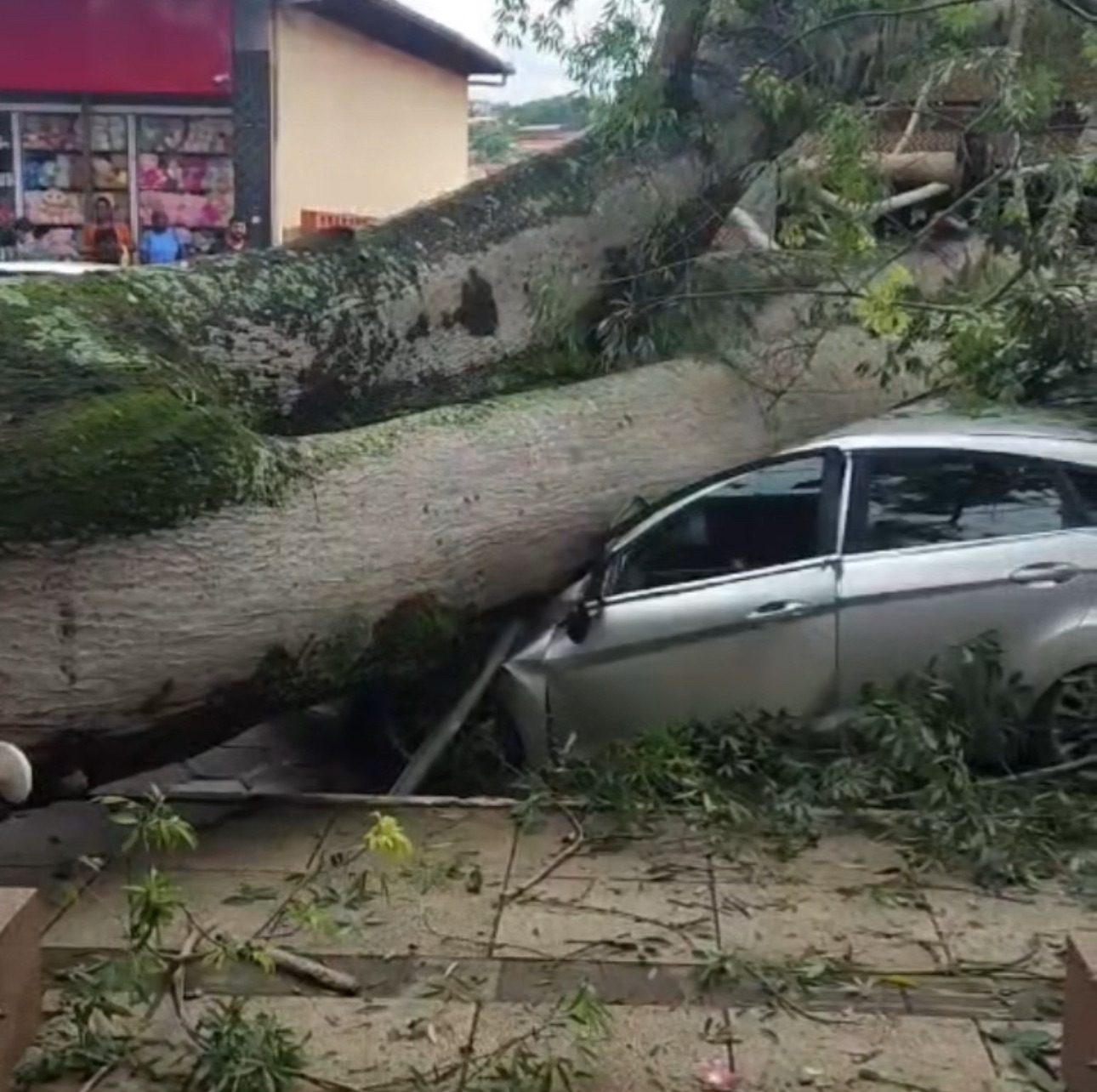 Árvore de Grande Porte cai sobre veículos e derruba poste em Santa Bárbara 🚨
