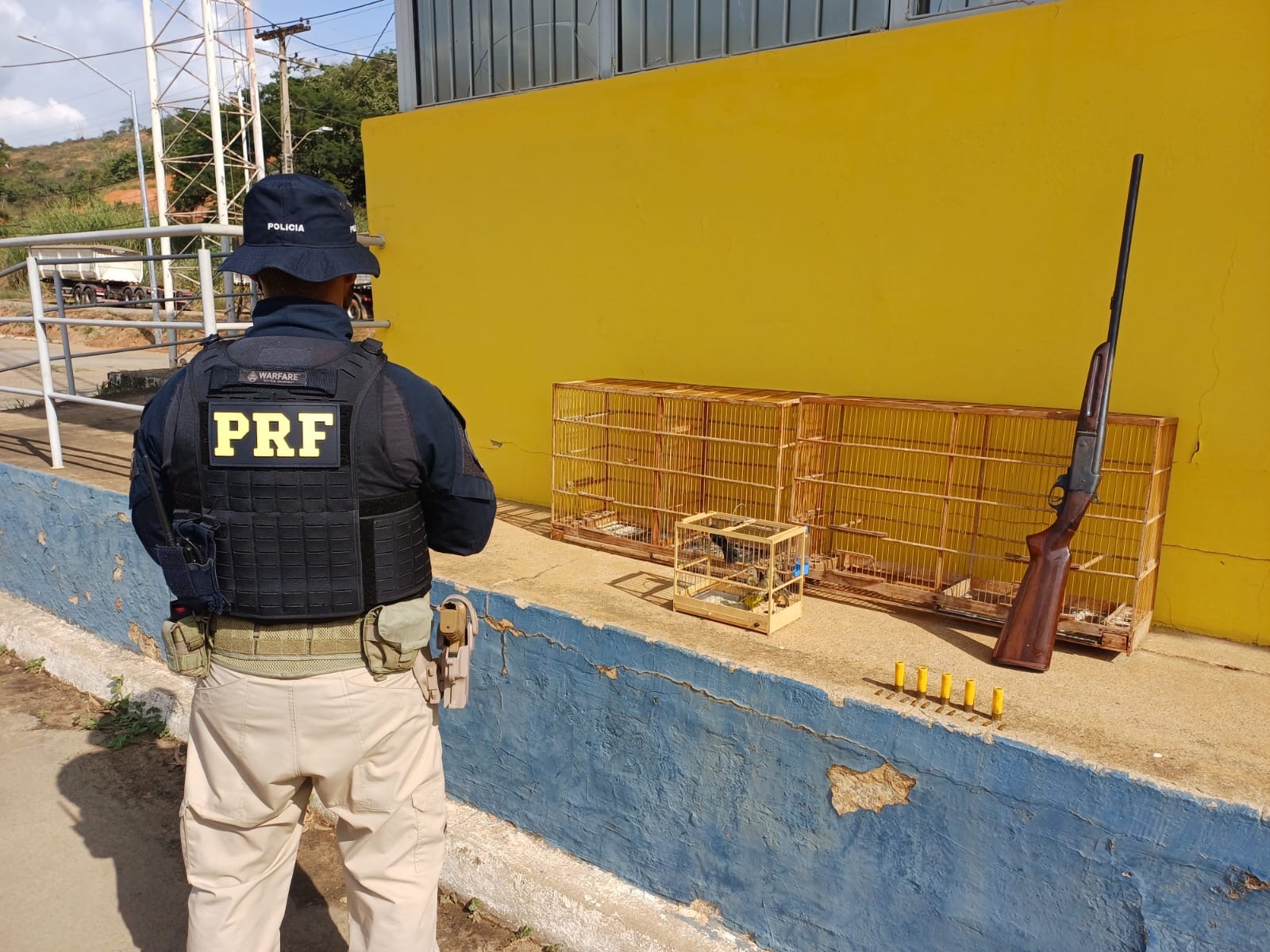 PRF prende homem por crimes ambientais e porte ilegal de arma na BR-262, em Rio Casca (MG)Autor transportava 5 pássaros silvestres, arma de fogo e munições